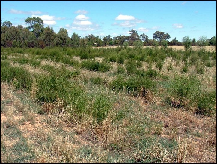 Murchison seed site 2010